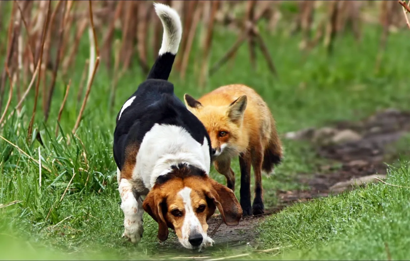 Фото обои пара, охота, fox, animals, dog, two, лисица, шутка