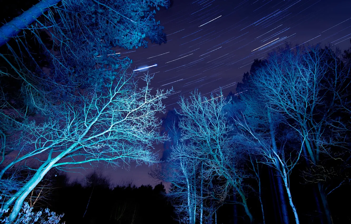 Фото обои небо, звезды, свет, деревья, ночь