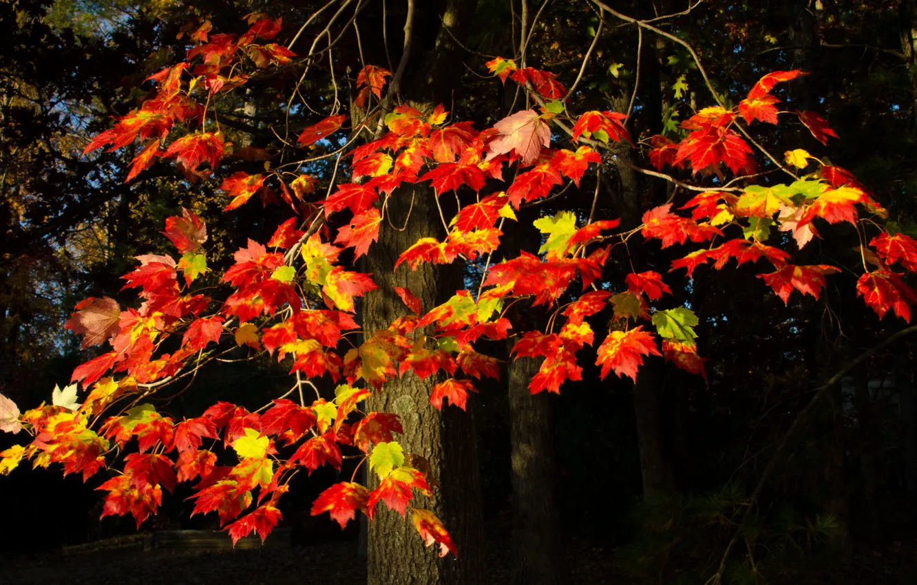 Фото обои осень, листья, ветки, дерево, багрянец
