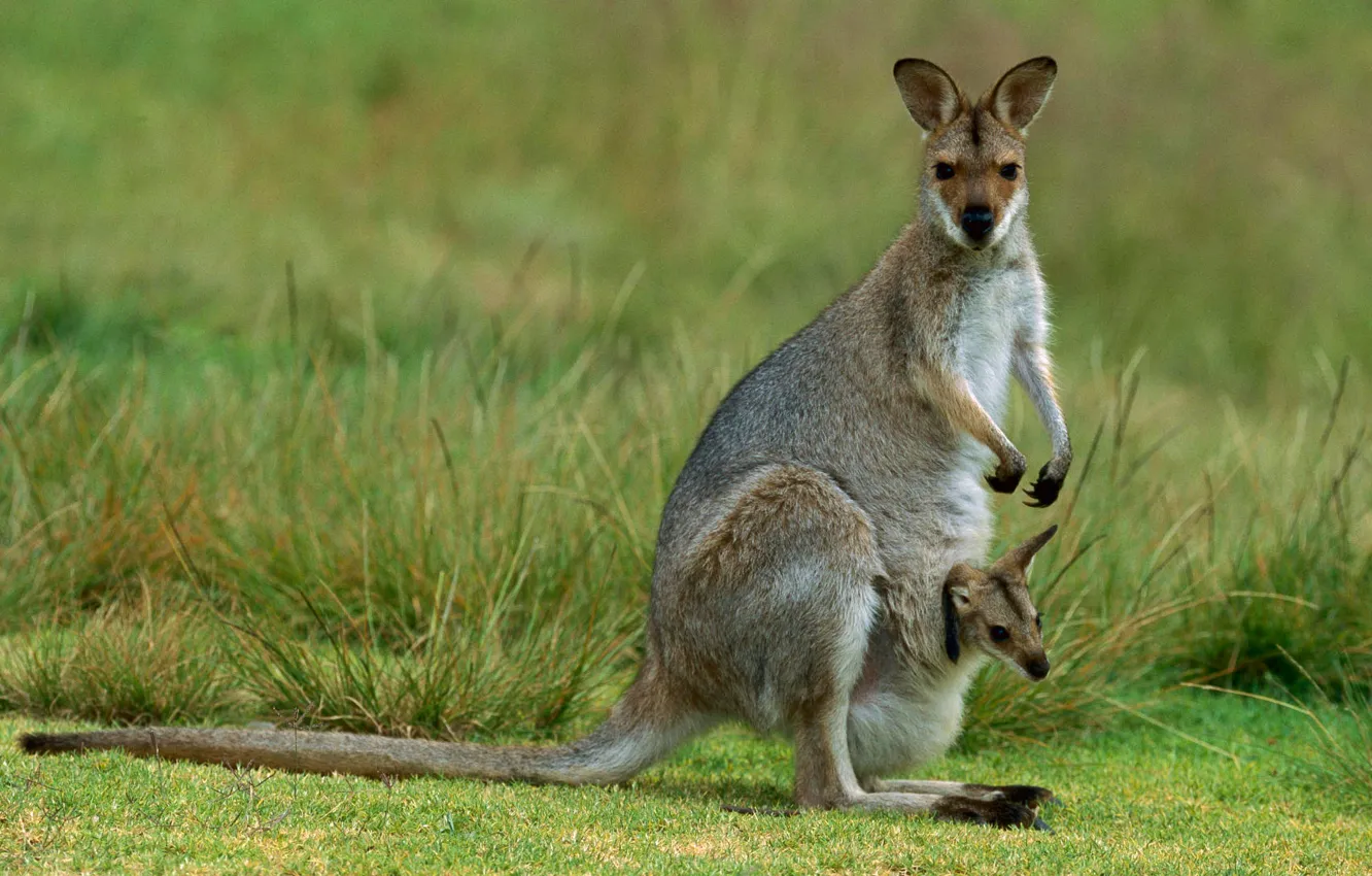 Фото обои Австралия, кенгуру, детеныш, сумчатое