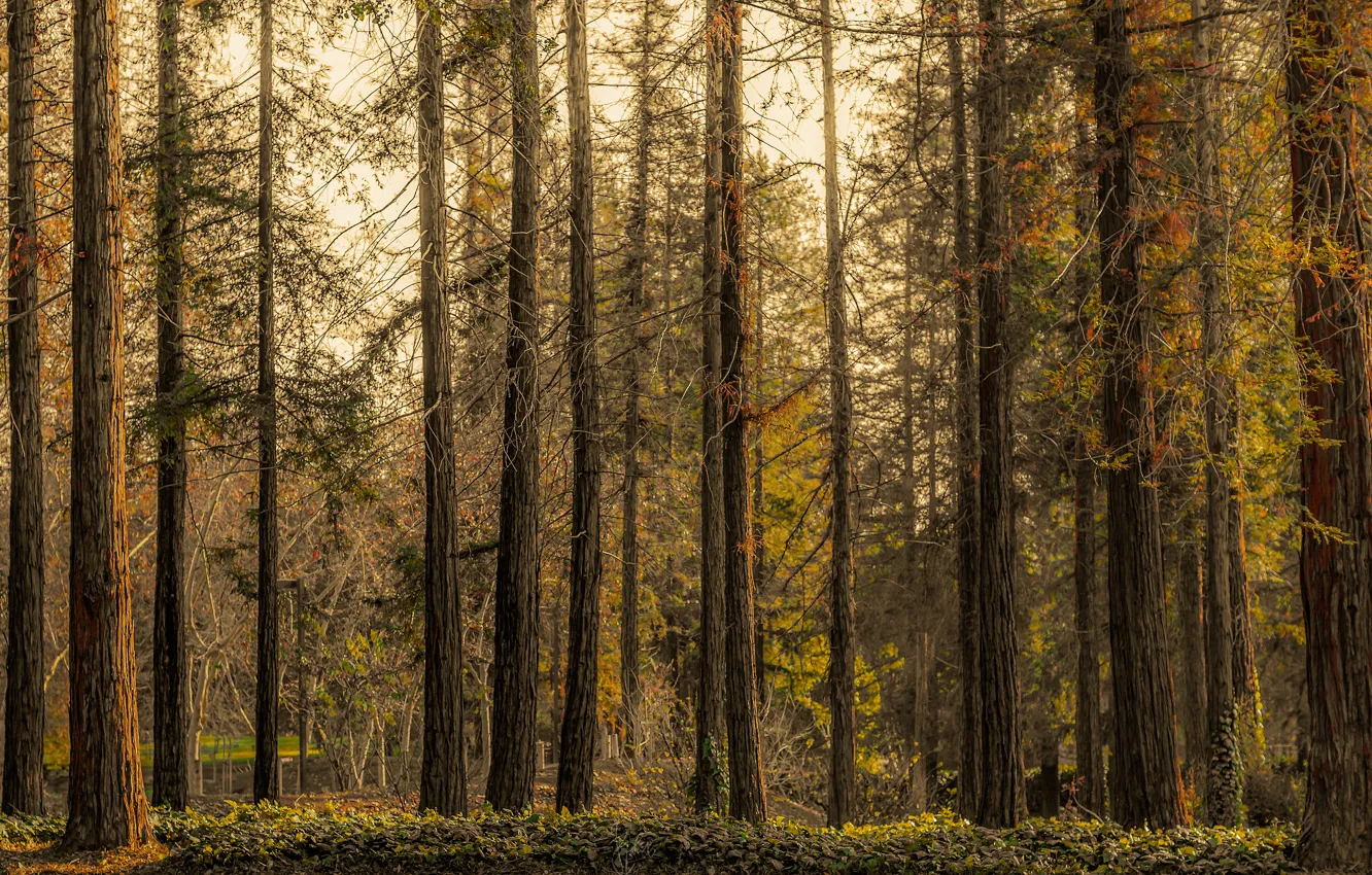 Фото обои осень, лес, деревья, ветки, стволы, сосны, бор, сосновый