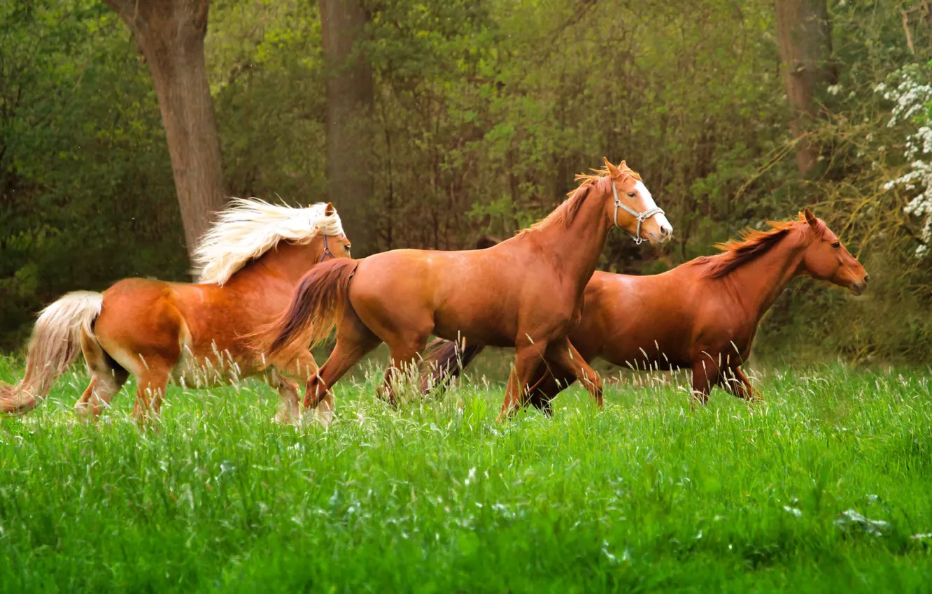 Фото обои трава, природа, животное, лошади, бег