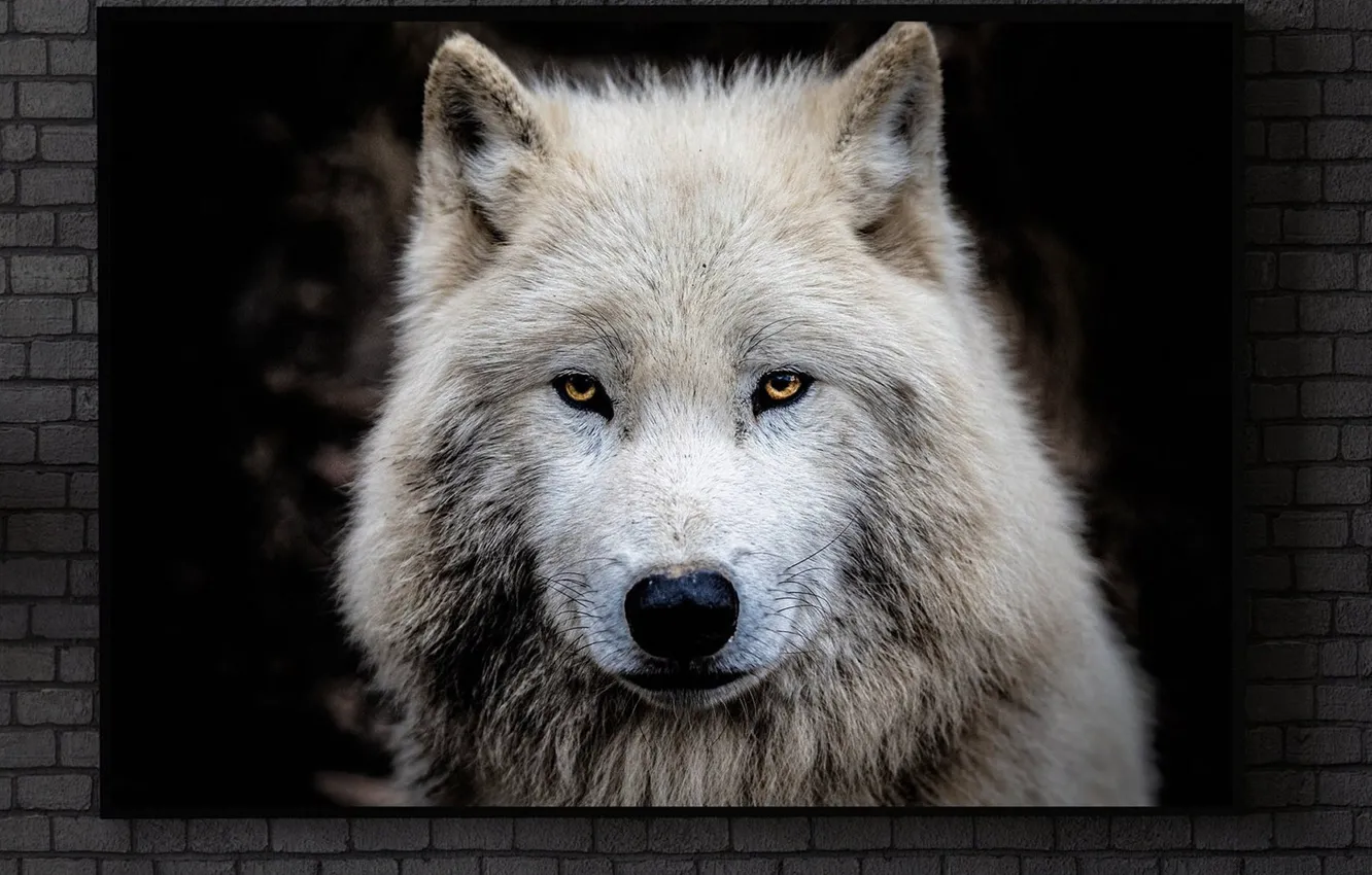 Фото обои nature, predator, animal, wolf, wildlife, Canis lupus., portrait.