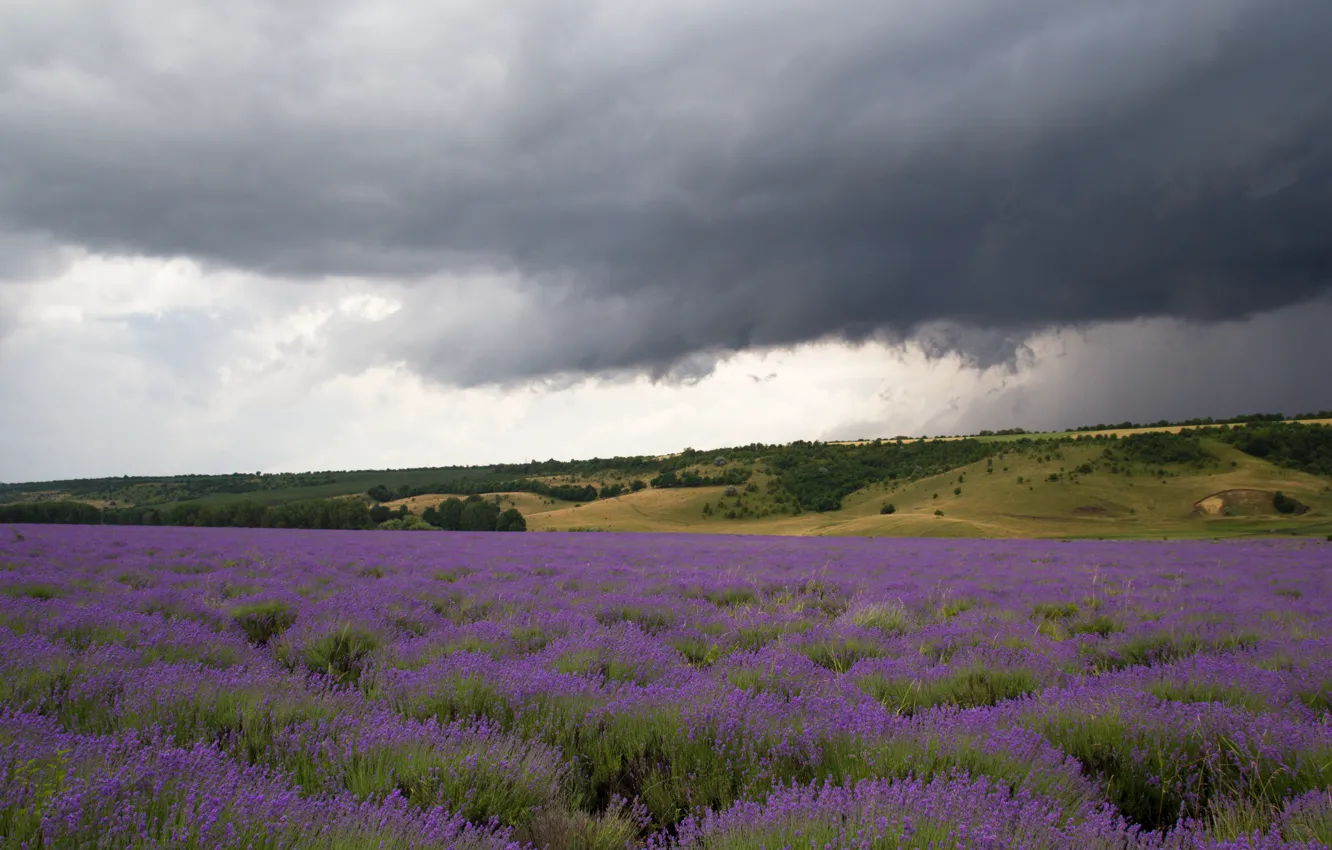 Фото обои поле, пейзаж, sky, field, landscape, flowers, лаванда, lavender