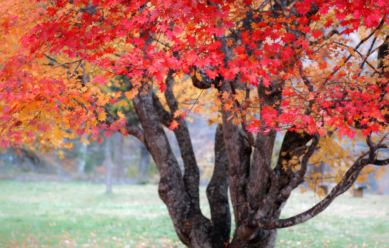 Фото обои осень, дерево, краски, Природа, Япония, клён