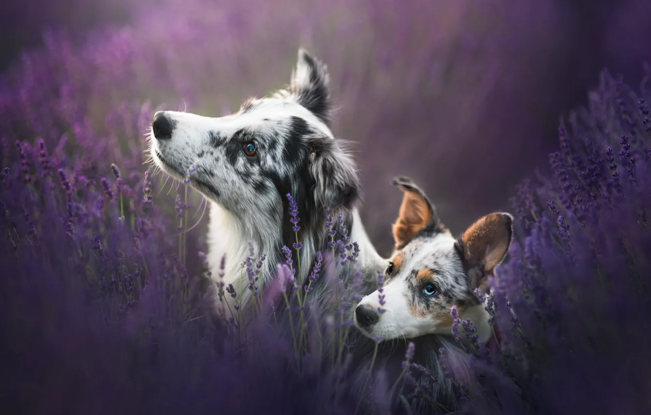 Фото обои поле, собаки, цветы, две, портрет, пара, щенок, парочка