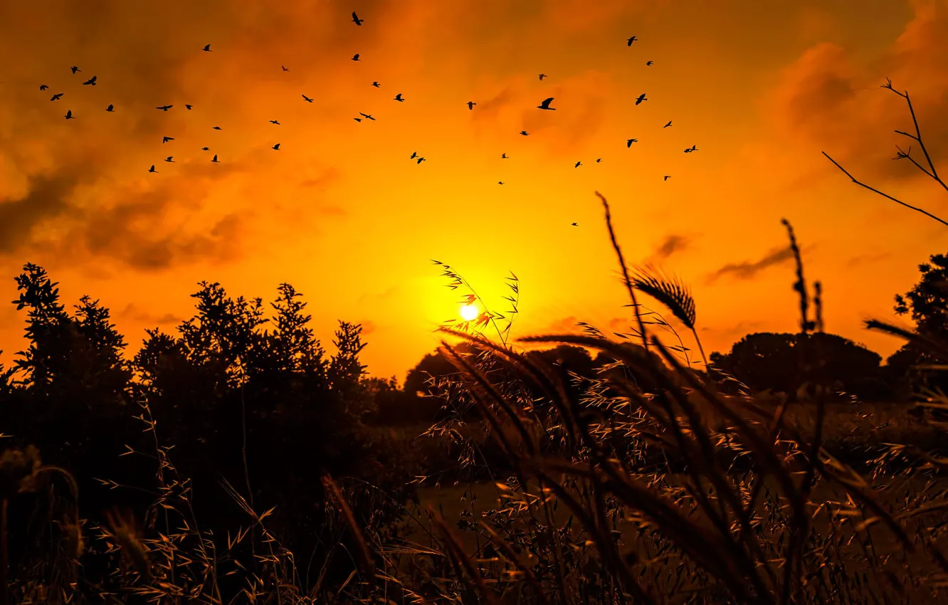 Фото обои трава, солнце, птицы, восход