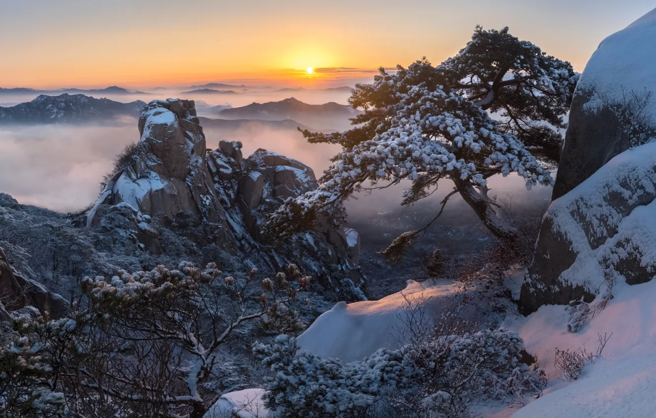 Фото обои зима, облака, снег, деревья, пейзаж, горы, природа, туман