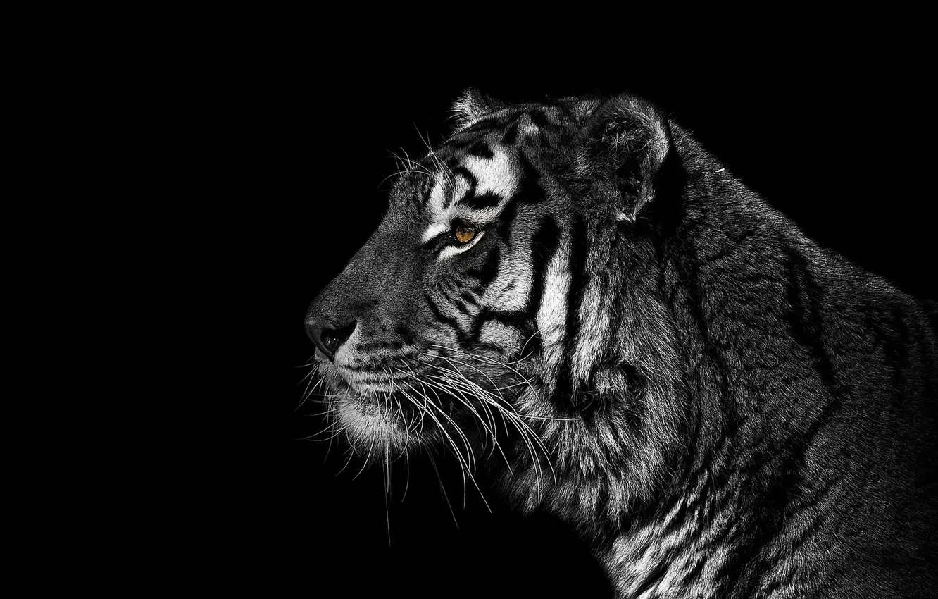 Фото обои Tiger, Black, White