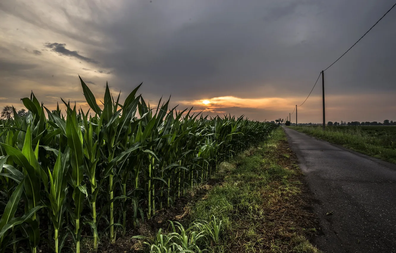 Фото обои дорога, ночь, кукуруза