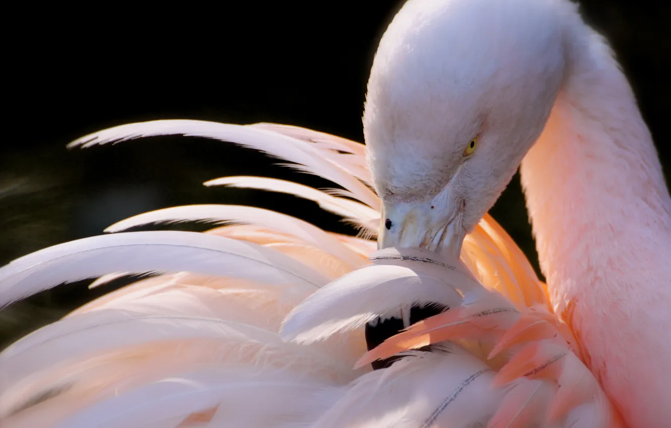 Фото обои розовый, птица, перья, клюв, фламинго