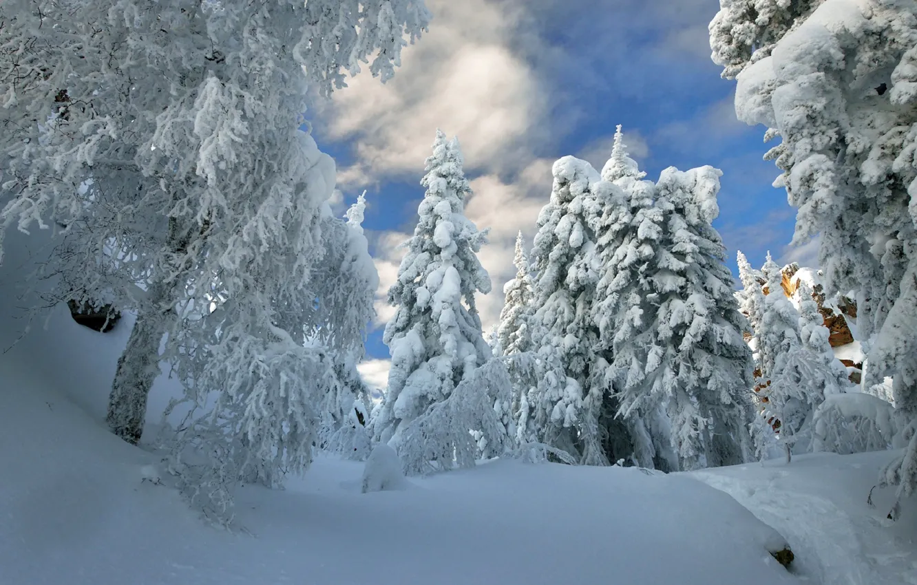 Фото обои зима, небо, снег, деревья, мороз