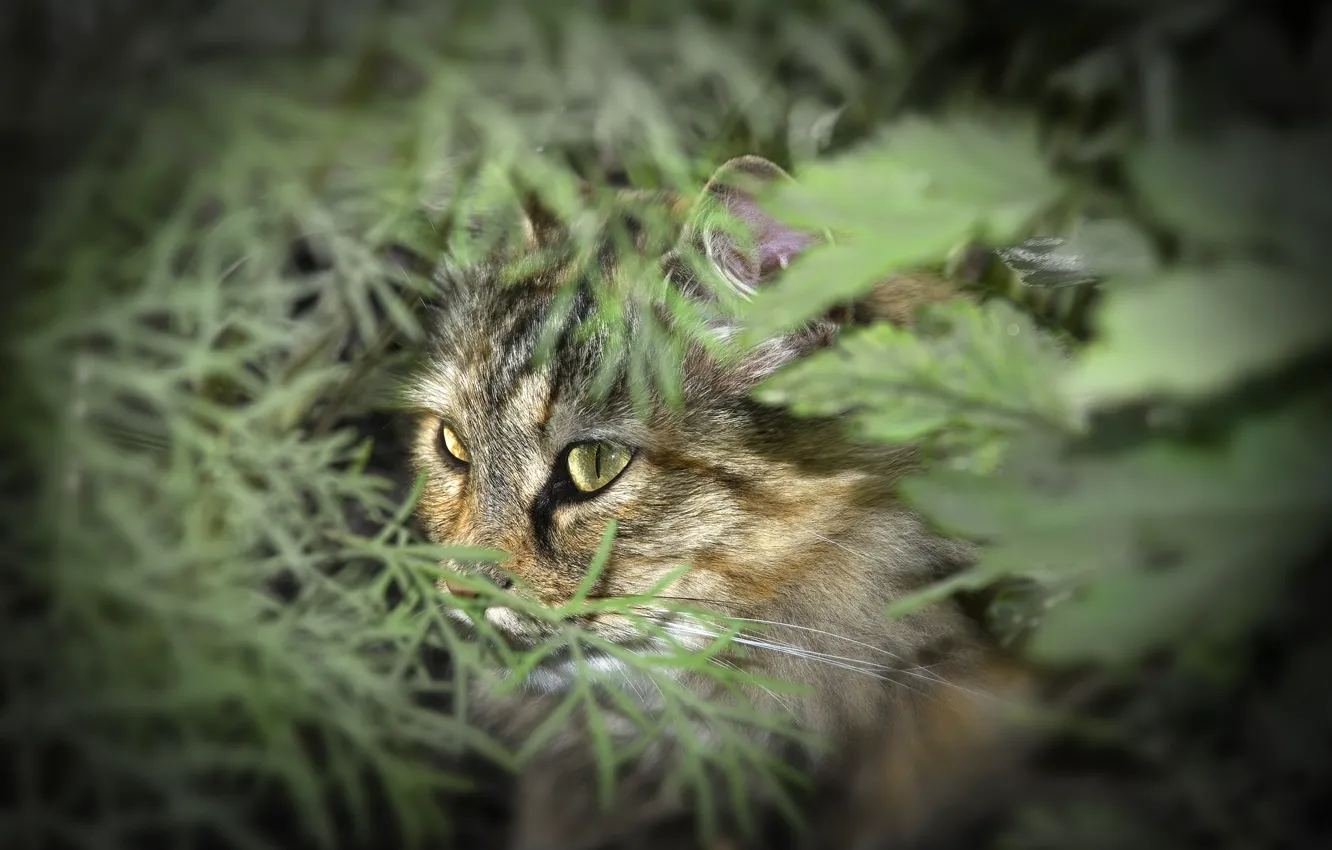Фото обои зелень, глаза, кот, морда, природа, листва