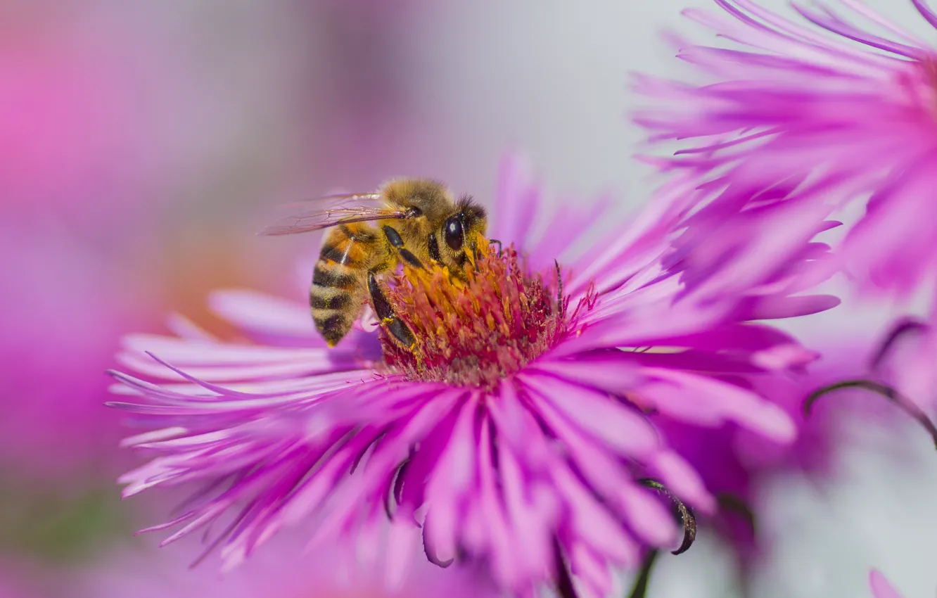 Фото обои осень, макро, цветы, природа, пчела