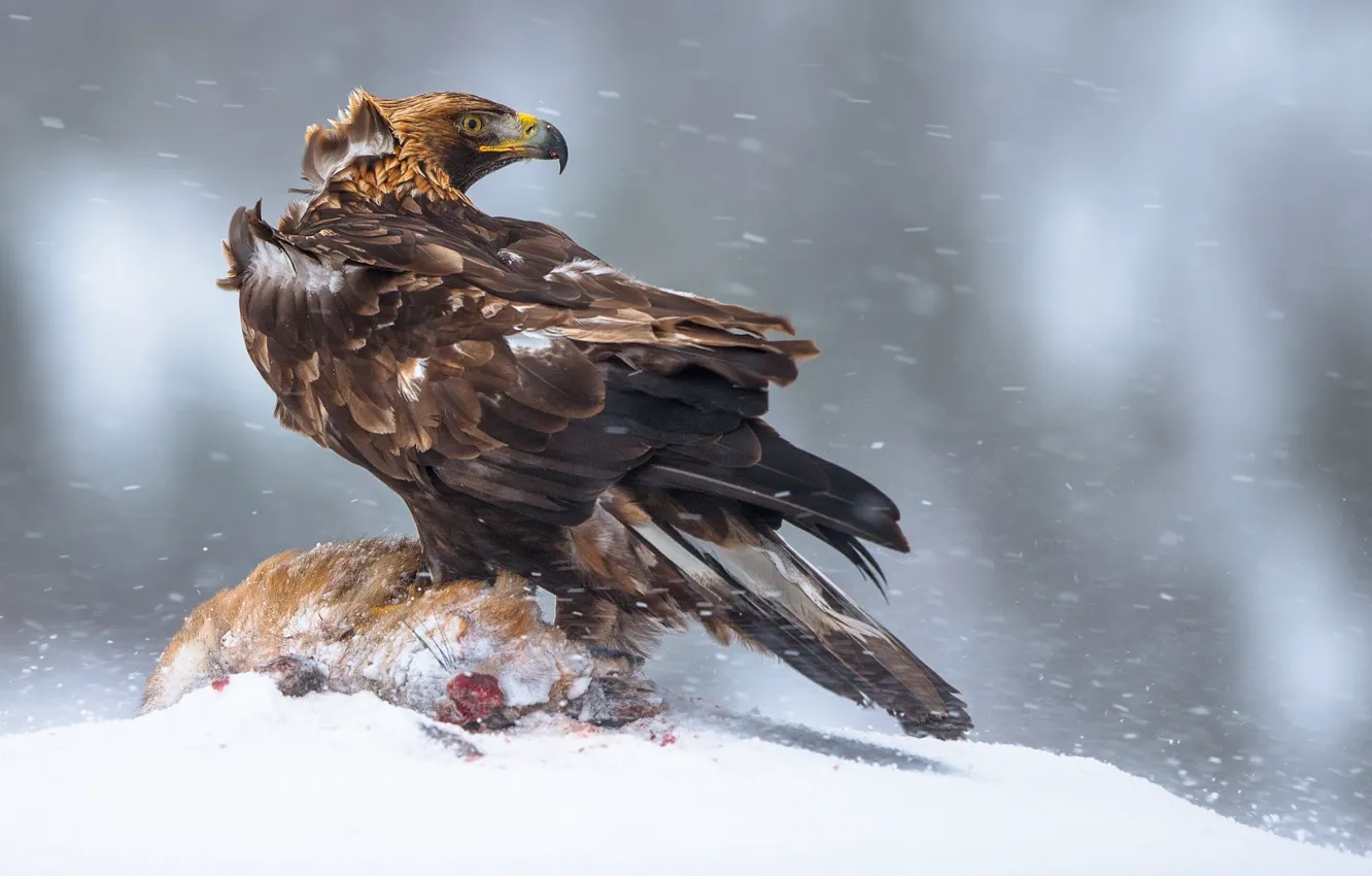 Фото обои зима, птица, Норвегия, добыча, Беркут, самый крупный орёл
