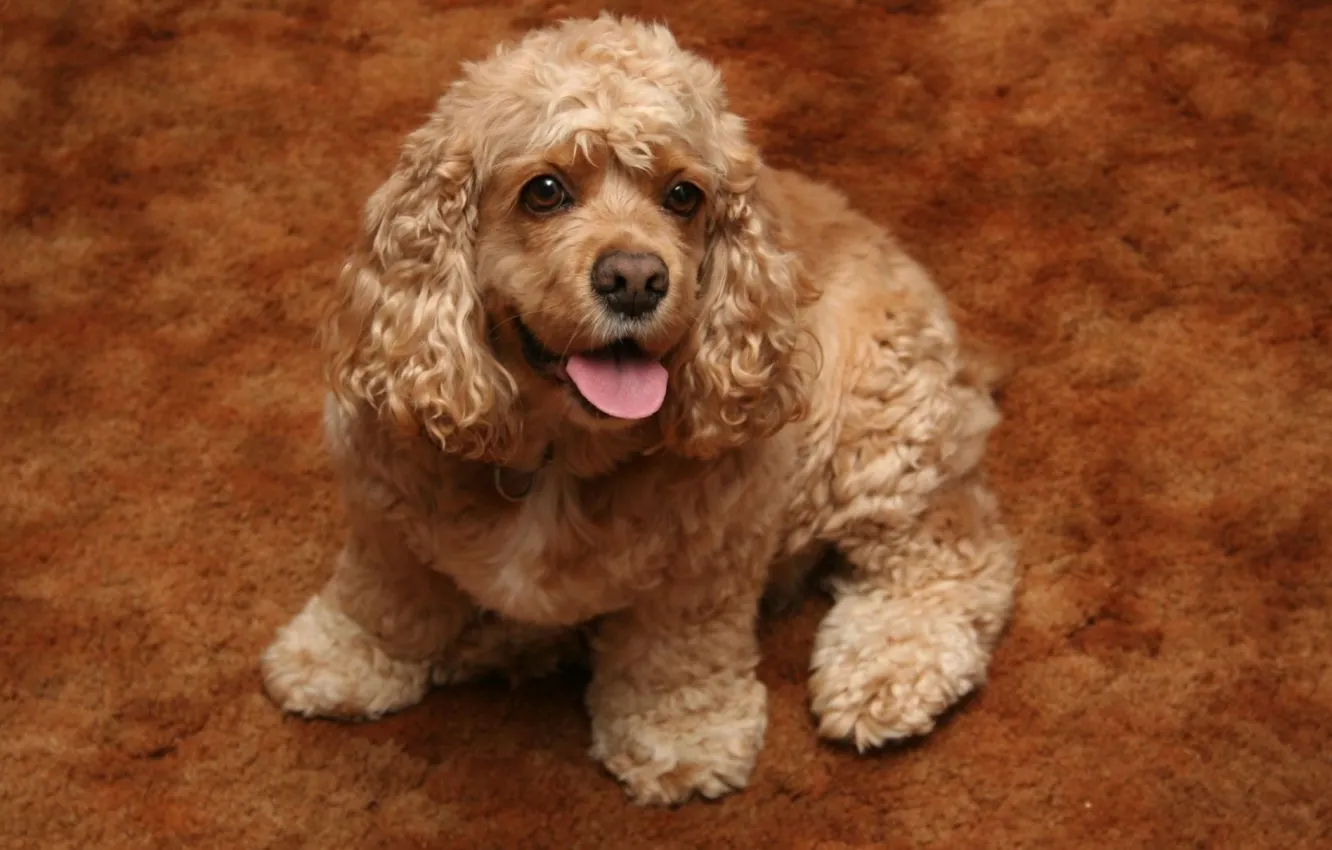 Фото обои собака, пёс, кокер-спаниель, Cocker Spaniel