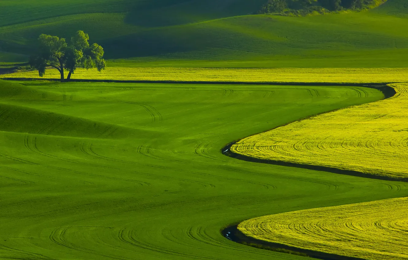 Фото обои трава, пейзаж, природа, дерево, поля