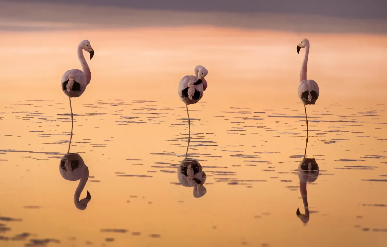 Фото обои закат, птицы, фламинго
