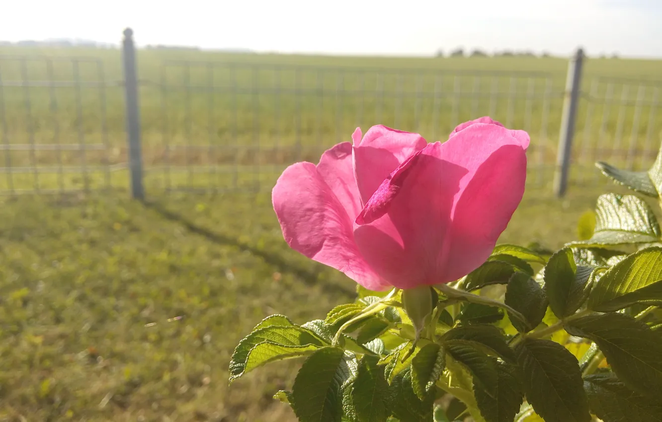 Фото обои цветок, цветы, розовый, забор, утро, шиповник, розовые лепестки, полена