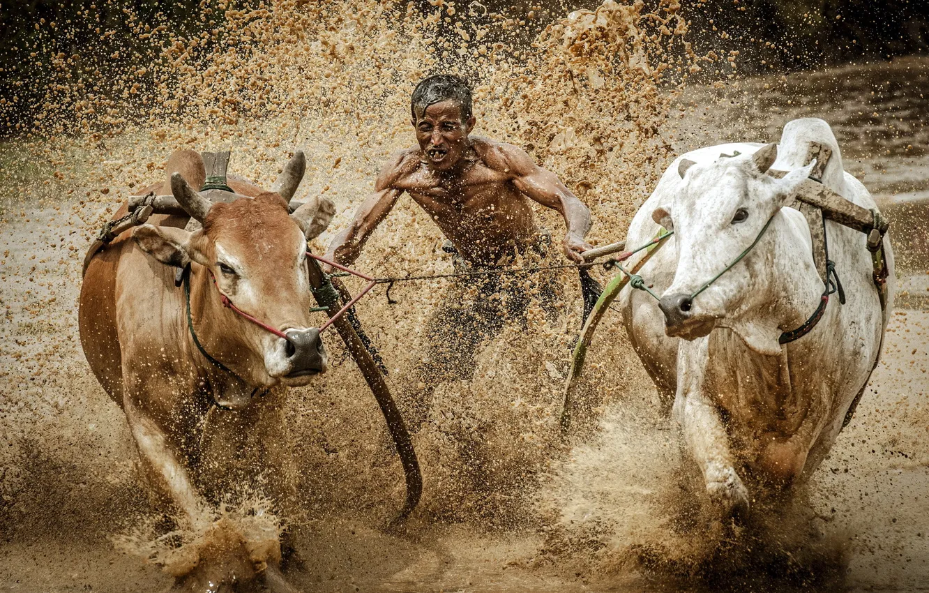 Фото обои гонка, спорт, грязь, быки