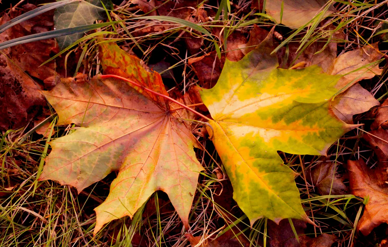 Фото обои autumn, leafs, color, fall