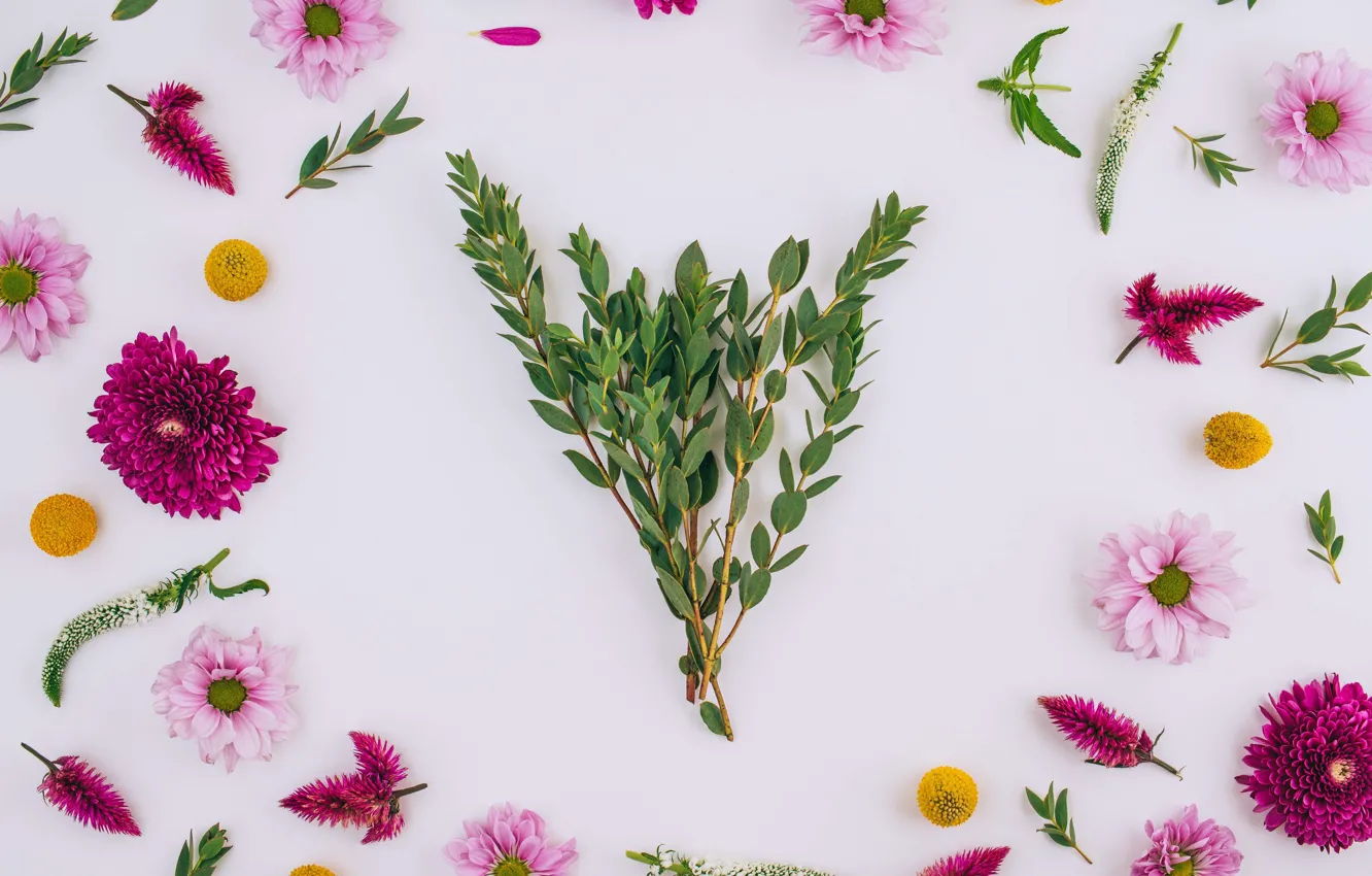 Фото обои цветы, хризантемы, pink, flowers, background, frame, floral