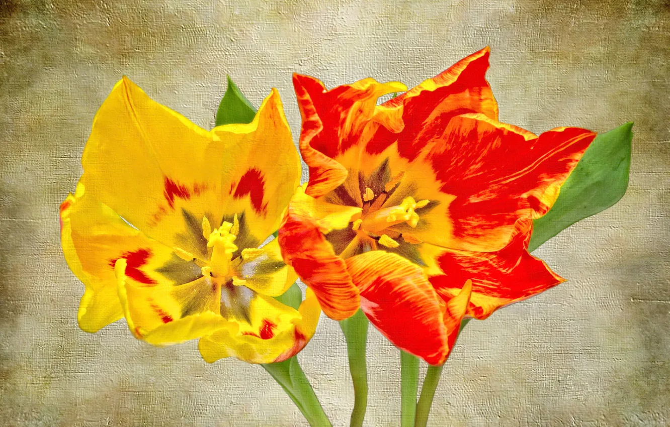 Фото обои цветы, тюльпан, лепестки, холст