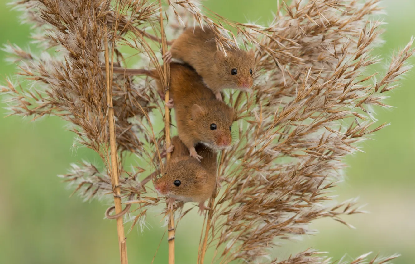 Фото обои камыш, мыши, трио, троица, Harvest Mouse, Мышь-малютка