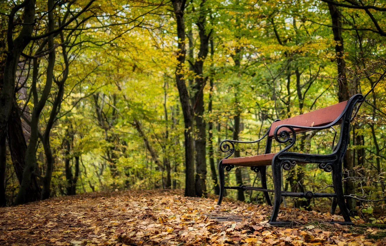 Фото обои осень, природа, парк, скамья