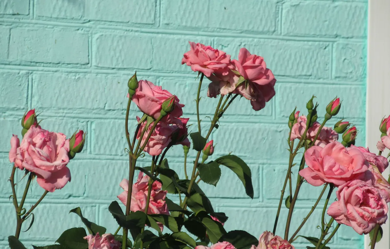 Фото обои цветы, стена, розы, 2018, розовые розы, Meduzanol ©, берюза