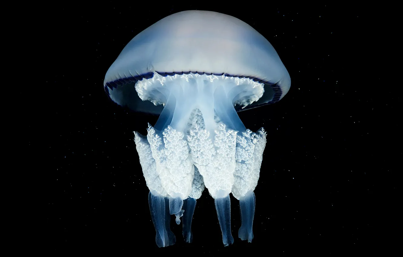Фото обои макро, медуза, черный фон, подводный мир, морское существо