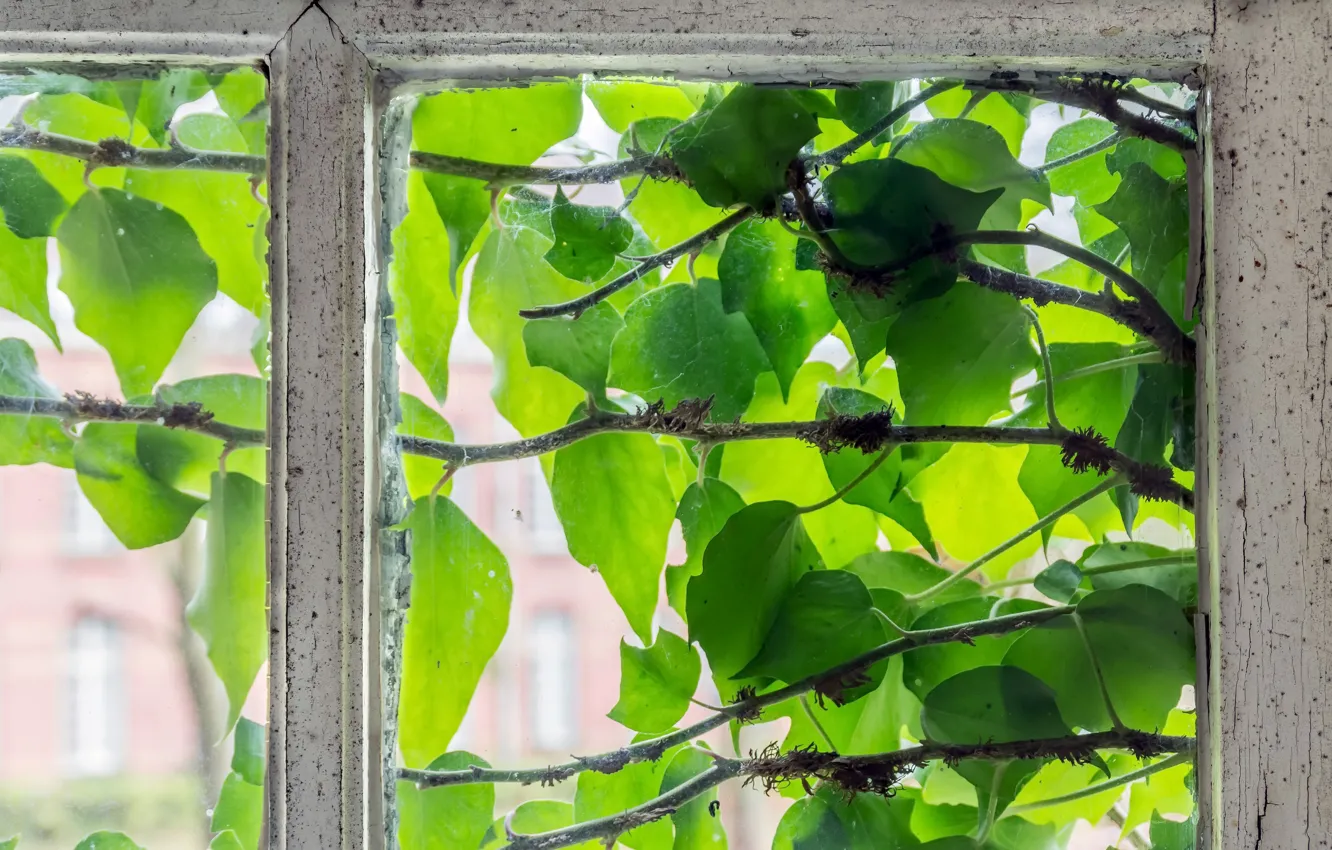 Фото обои зелень, листья, окно