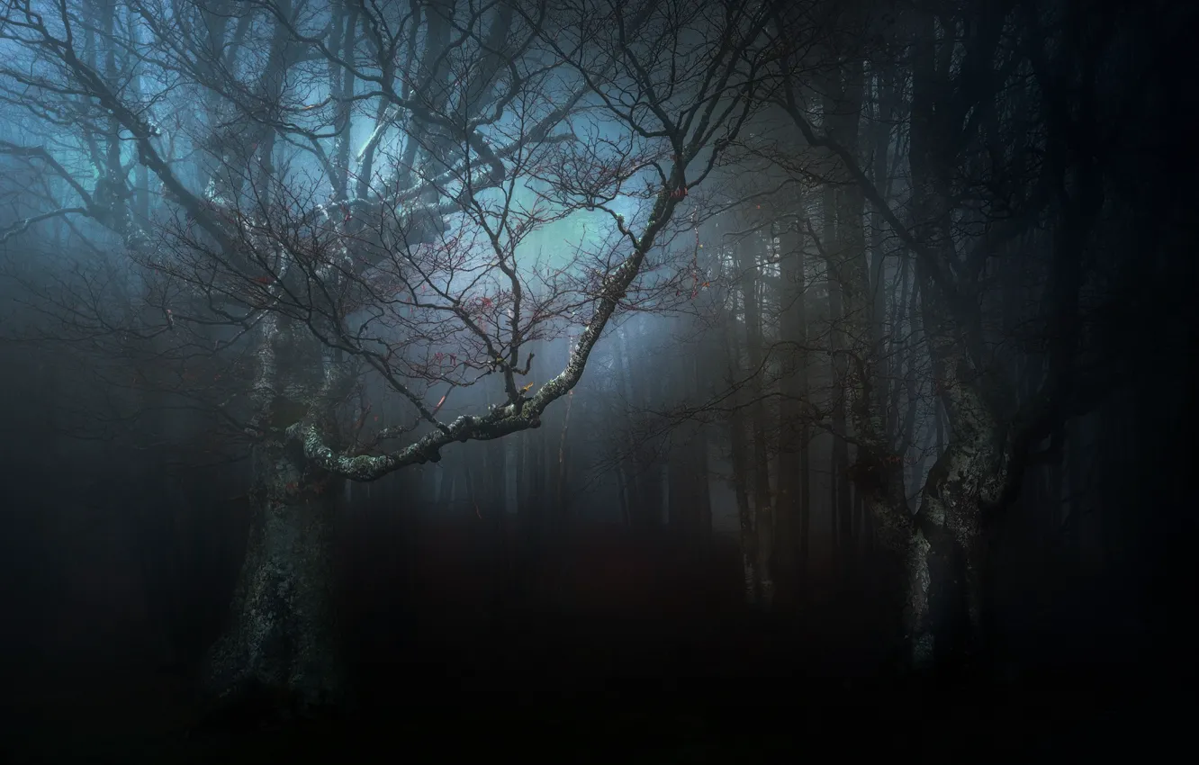 Фото обои осень, лес, природа, мрак, дымка