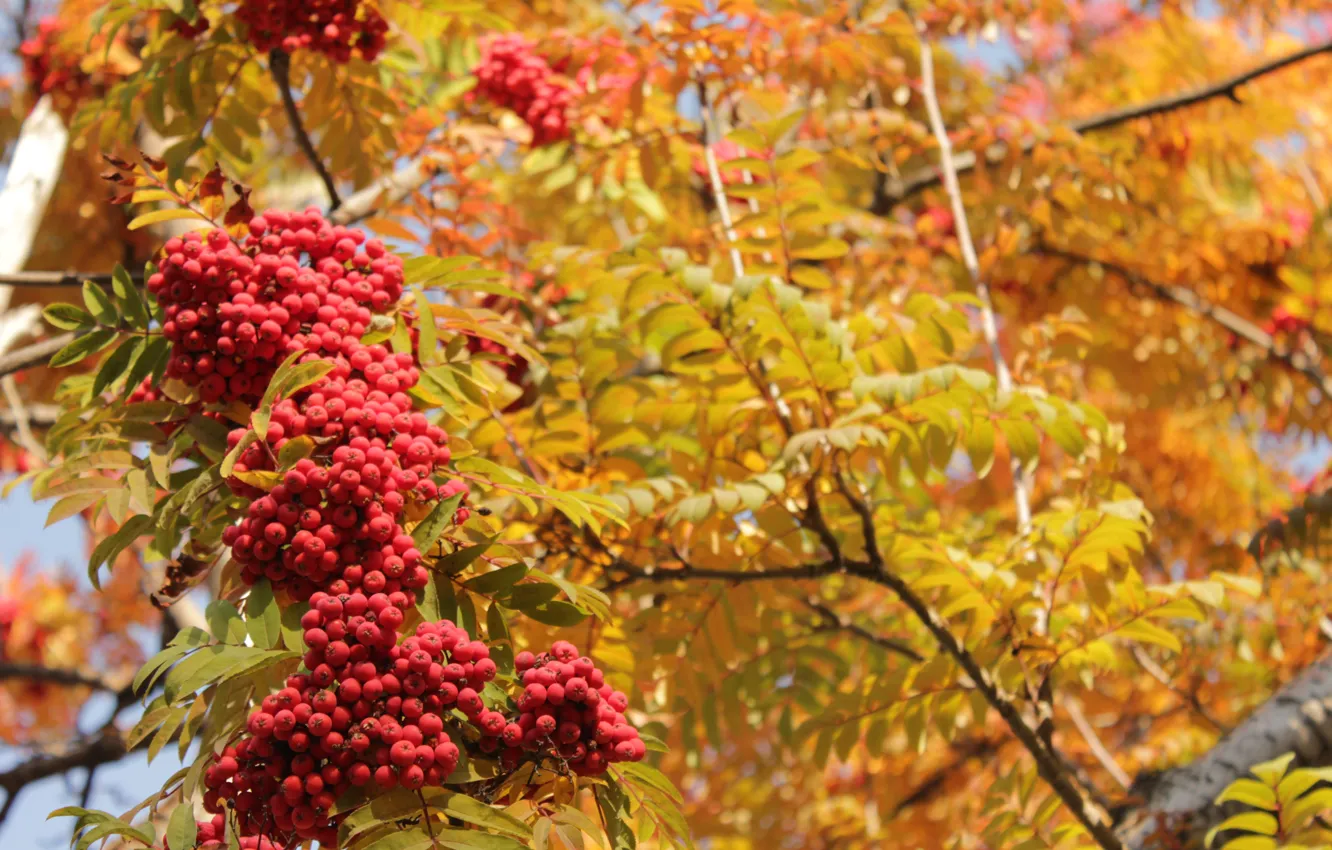 Фото обои осень, листья, желтые, красная, рябина