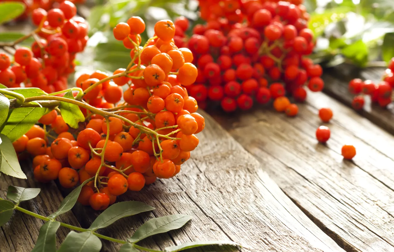Фото обои осень, ягоды, стол, размытость, красные, оранжевые, рябина, боке