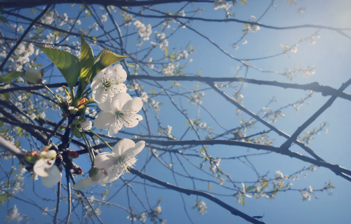 Фото обои деревья, цветы, весна, солнечно