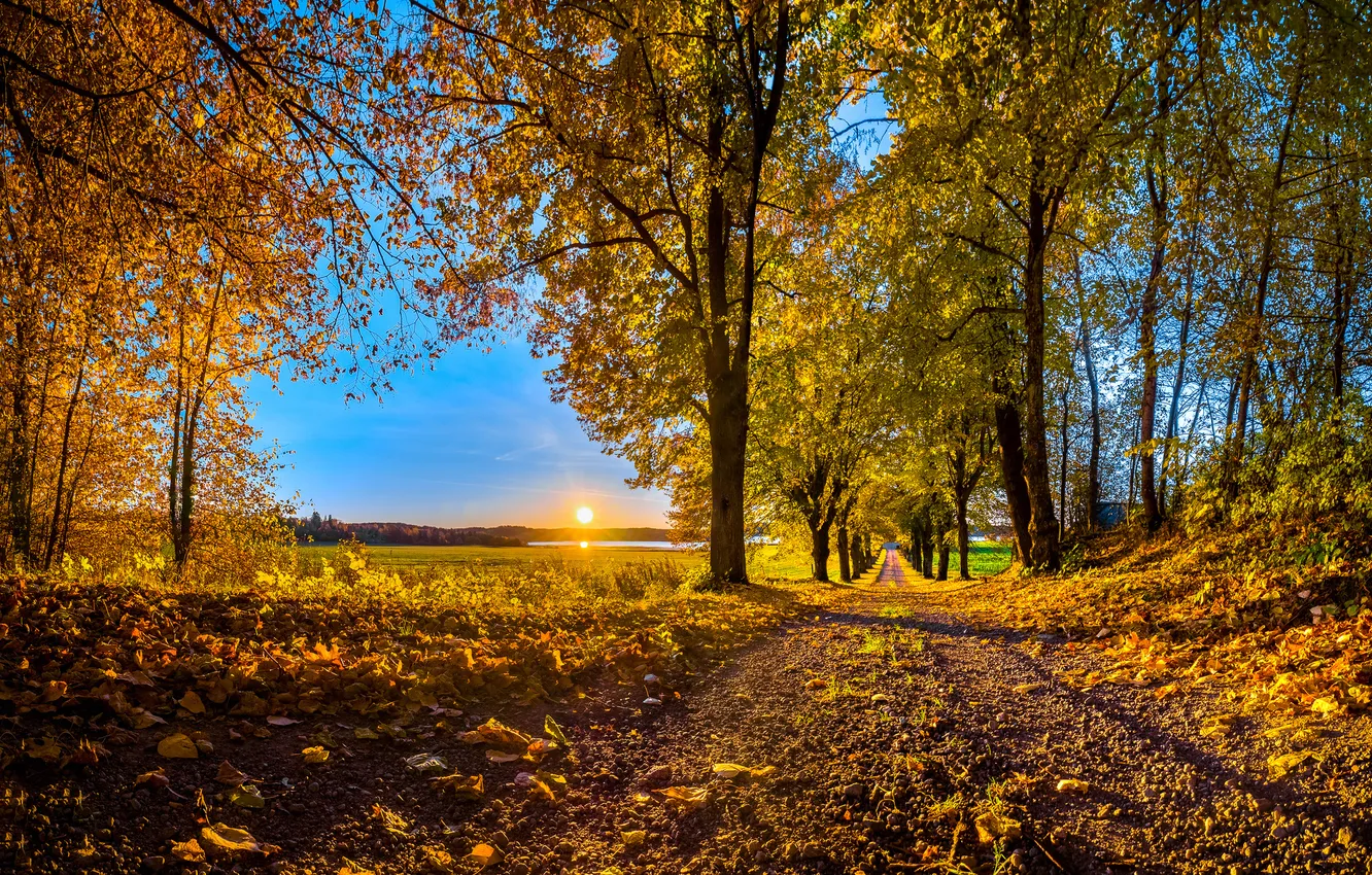 Фото обои дорога, осень, небо, солнце, деревья, закат