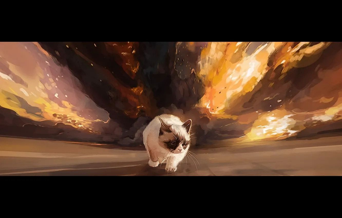 Фото обои взрыв, фон, походка, Grumpy cat, угрюмый кот, Тард