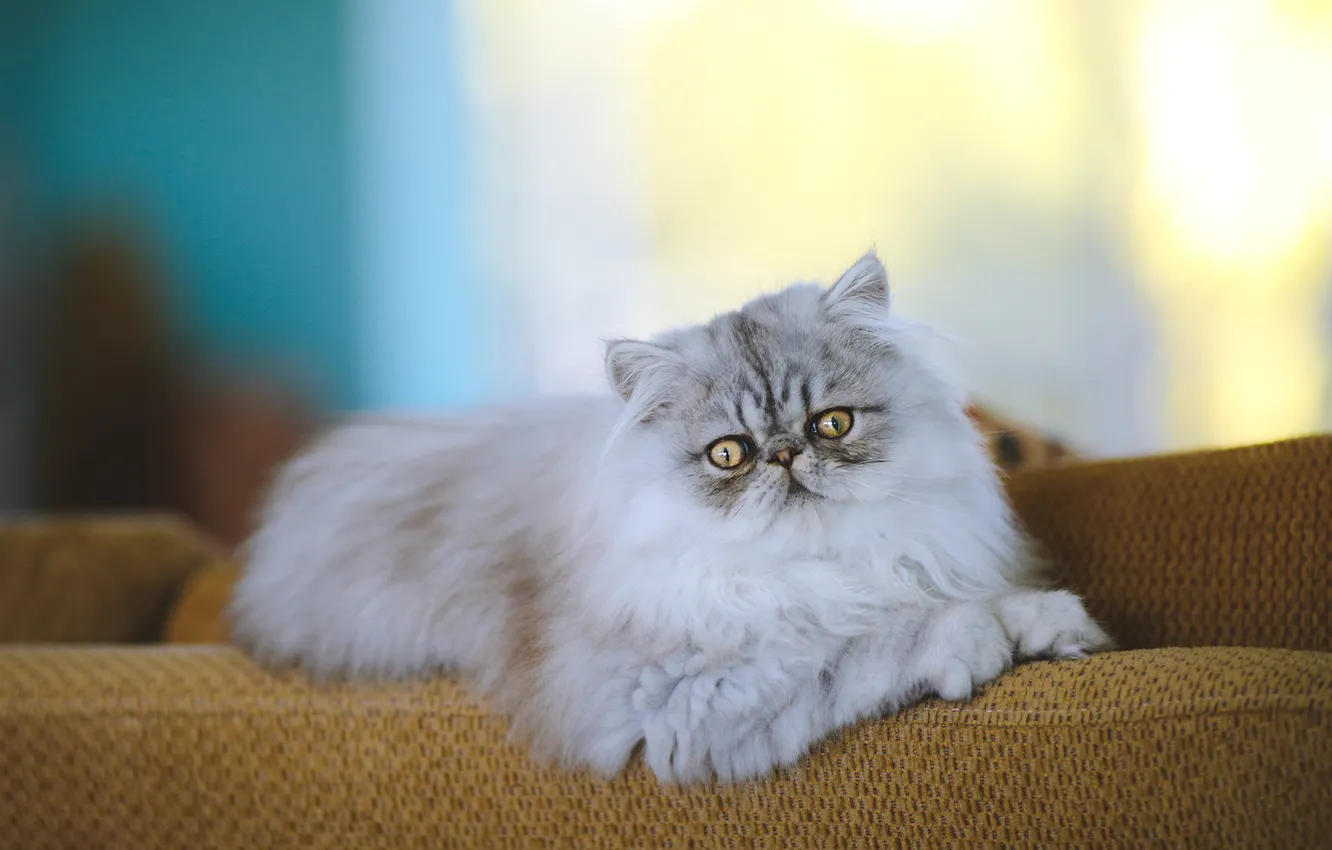 Фото обои кошка, кот, взгляд, свет, поза, котенок, серый, диван
