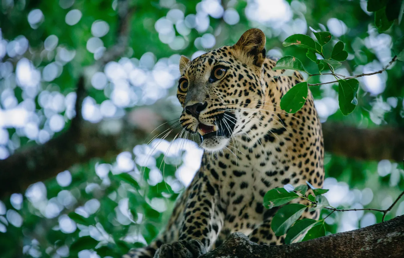 Фото обои хищник, леопард, дикая кошка, на дереве