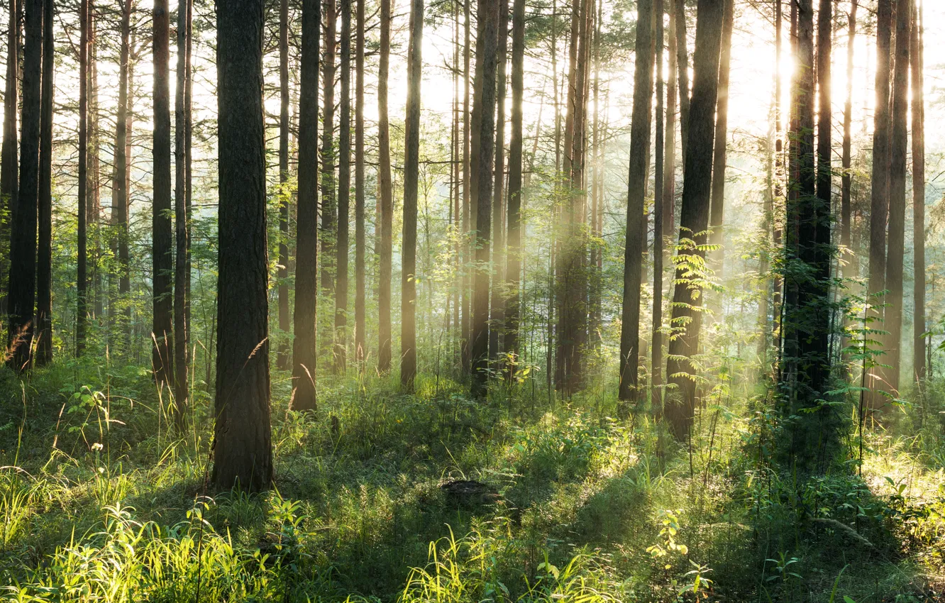 Фото обои лес, свет, деревья, природа