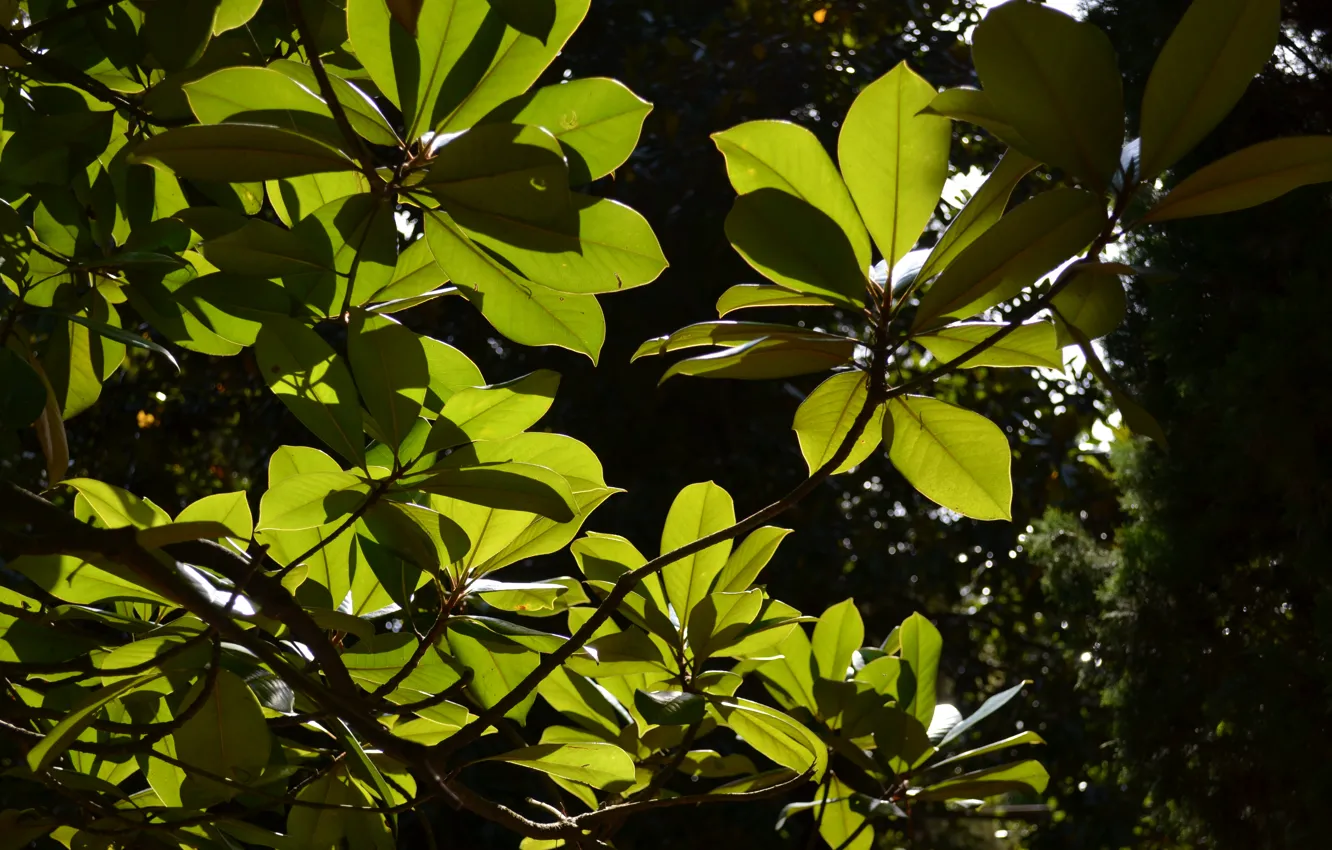 Фото обои солнце, лучи, ветки, зеленый, Листья