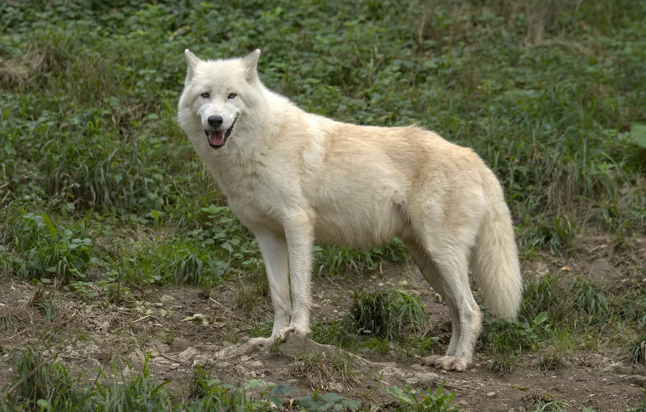 Фото обои nature, snow, predator, face, animal, wolf, wolves, wildlife