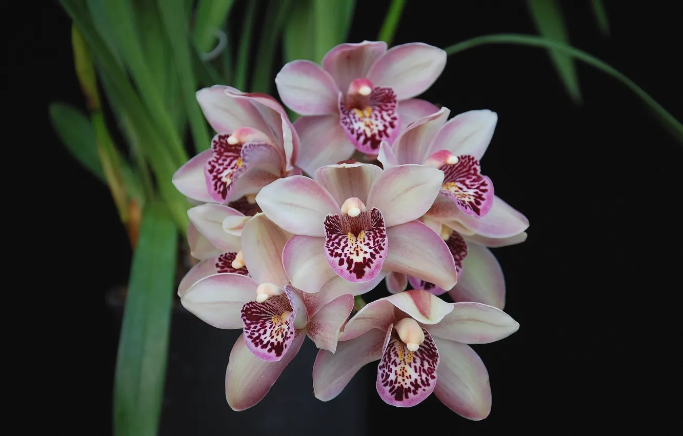 Фото обои орхидеи, тёмный фон, розовые орхидеи