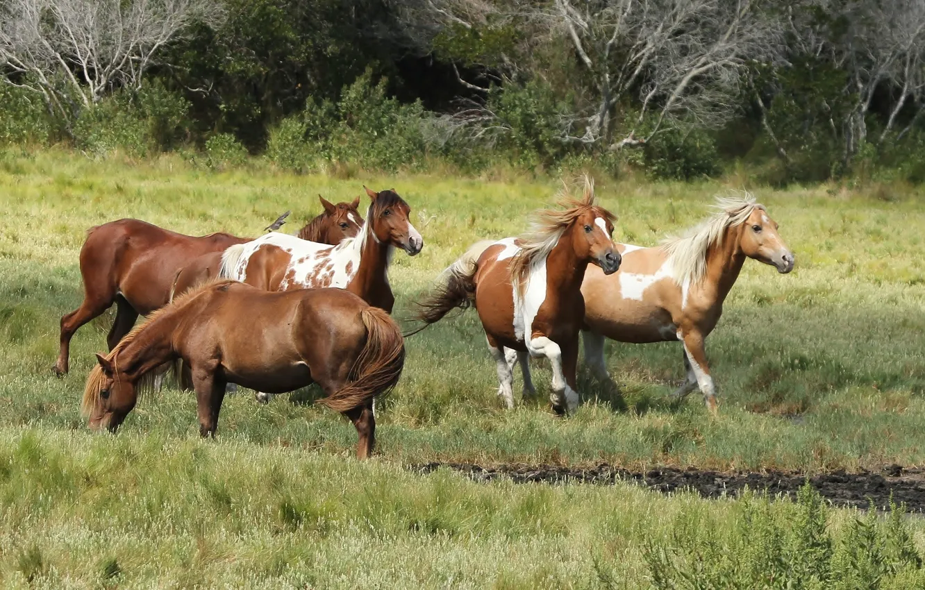 Фото обои пони Ассатиг, пони Чинкотиг, дикие лошади