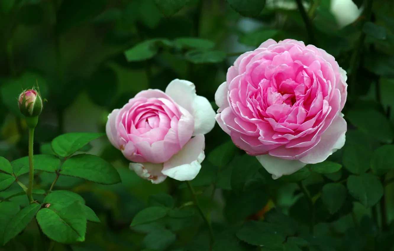 Фото обои макро, розы, сад, розовые, бутоны