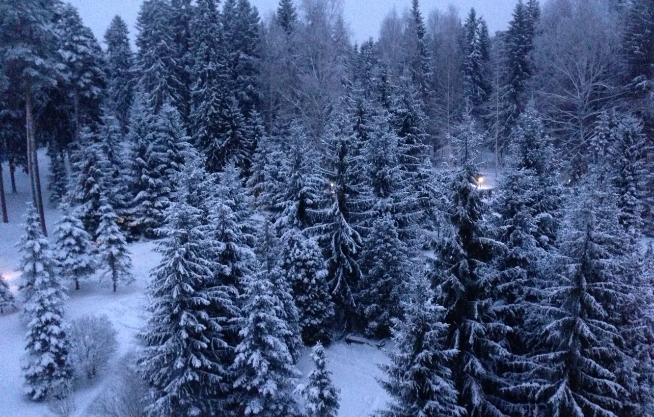Фото обои снег, елки, новый год, рыбинск, кстово