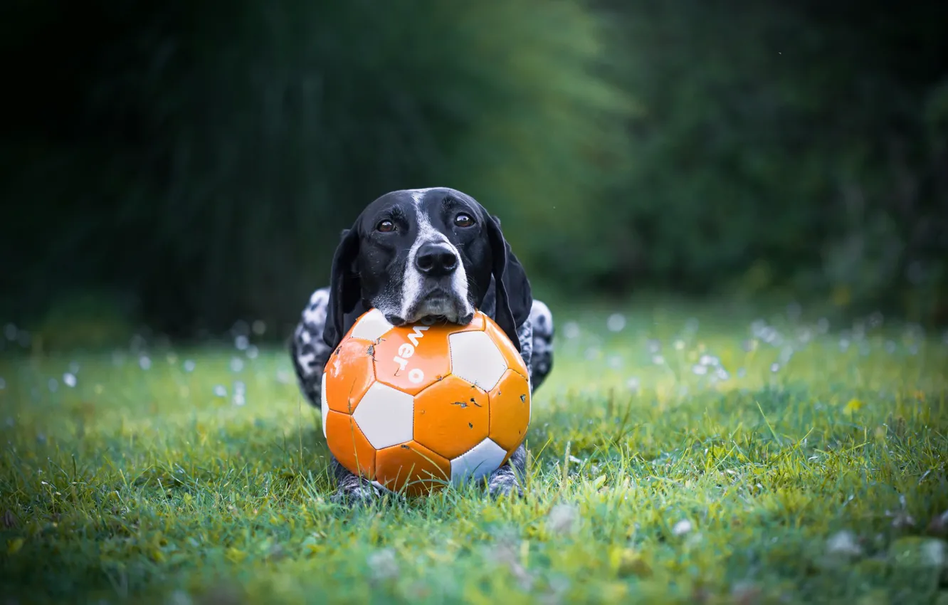 Фото обои друг, мяч, собака