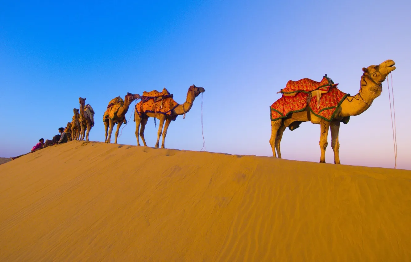 Фото обои пустыня, верблюды, караван