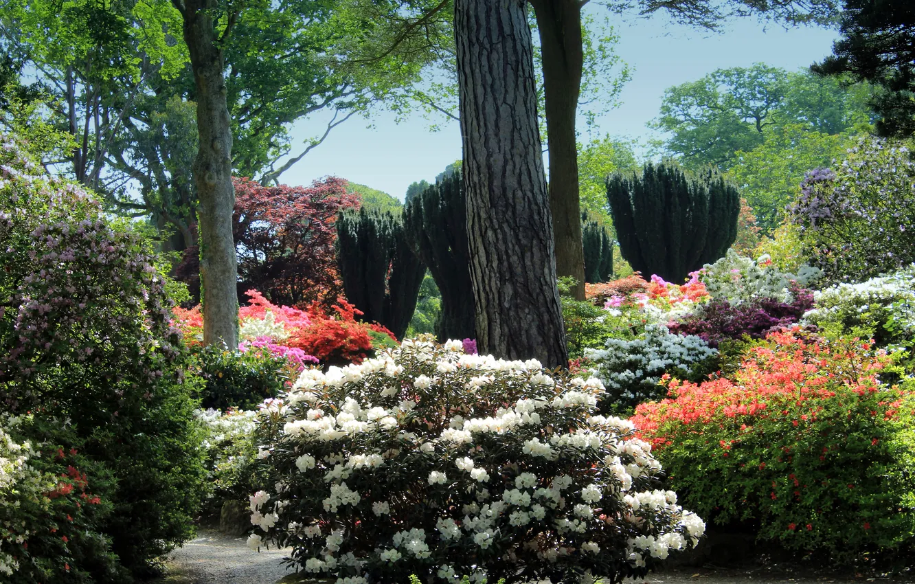 Фото обои деревья, цветы, сад, Великобритания, кусты, Wales, Bodnant Gardens, рододендроны